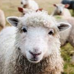 Πρόβατα Κατσίκες
