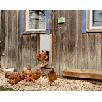 Πτηνοτροφία-αυτόματες πόρτες, εκκολαπτήρια