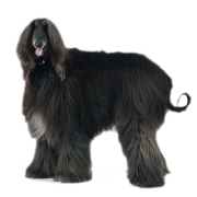 Αφγανικό Λαγωνικό – Afghan Hound | Αγορά & Τιμή