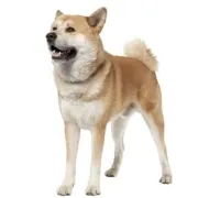 Ακίτα Ιαπωνικό τιμή (Akita Inu) – Αγορά κουταβιού