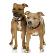 Αμερικάνικο Σταφορντσάιρ Τεριέ – American Staffordshire Terrier | Αγορά & Τιμή
