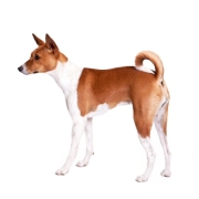 Μπασέντζι – Basenji | Αγορά & Τιμή