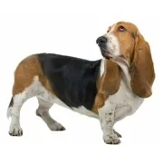 Μπάσετ Χάουντ – Basset Hound | Αγορά & Τιμή