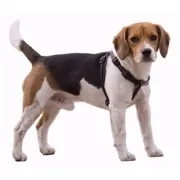 Μπιγκλ – Beagle | Αγορά & Τιμή