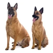 Βελγικός Ποιμενικός Μαλινουά – Belgian Malinois | Αγορά & Τιμή