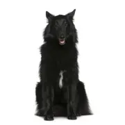 Βελγικός Ποιμενικός – Belgian Sheepdog | Αγορά & Τιμή