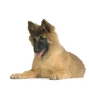 Βελγικός Ποιμενικός Τερβίρεν – Belgian Tervuren | Αγορά & Τιμή