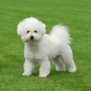 Μπισόν Φριζέ – Bichon Frise | Αγορά & Τιμή