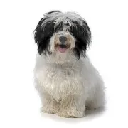 Χαβανέζ – Havanese | Αγορά & Τιμή