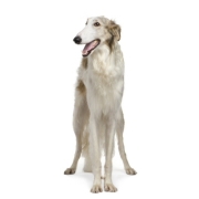 Μπορζόϊ – Borzoi | Αγορά & Τιμή