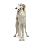 Μπορζόϊ – Borzoi | Αγορά & Τιμή