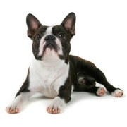 Τεριέ Βοστόνης - Boston terrier Τεριέ Βοστόνης – Boston Terrier | Αγορά & Τιμή