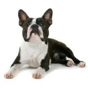 Τεριέ Βοστόνης – Boston Terrier | Αγορά & Τιμή