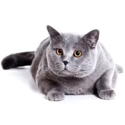 Βρετανική Κοντότριχη – British Shorthair | Αγορά & Τιμή