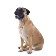Μπούλ Μαστίφ – Bullmastiff | Αγορά & Τιμή