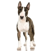 Μπουλ τεριέ - Bull terrier Μπουλ Τεριέ – Bull Terrier | Αγορά & Τιμή