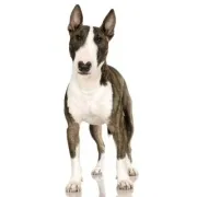 Μπουλ Τεριέ – Bull Terrier | Αγορά & Τιμή