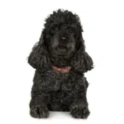 Κανίς Μαύρο – Black Poodle | Αγορά & Τιμή