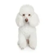 Κανίς Λευκό – White Poodle | Αγορά & Τιμή