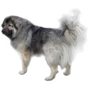 Ποιμενικός Καυκάσου – Caucasian Shepherd Dog | Αγορά & Τιμή