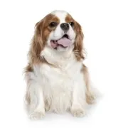 Σπάνιελ Καβαλιέρ – Cavalier King Charles Spaniel | Αγορά & Τιμή