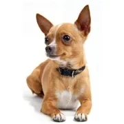 Τσιχουάουα – Chihuahua | Αγορά & Τιμή