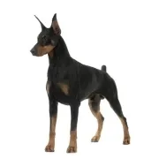 Ντόμπερμαν - Doberman