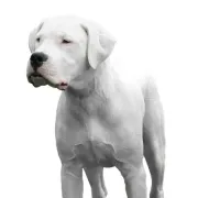 Ντόγκο Αρζεντίνο – Dogo Argentino | Αγορά & Τιμή