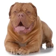 Ντογκ ντε Μπορντώ – Dogue de Bordeaux | Αγορά & Τιμή