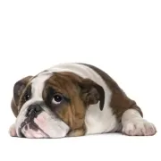 Αγγλικό Μπουλντόγκ – English Bulldog | Αγορά & Τιμή