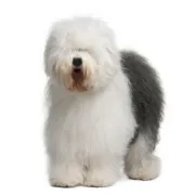 Αγγλικός Ποιμενικός – Old English Sheepdog | Αγορά & Τιμή