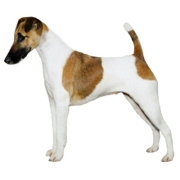 Φοξ τεριέ - Fox terrier Φοξ Τεριέ – Fox Terrier | Αγορά & Τιμή