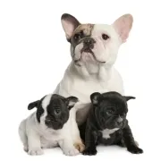 Γαλλικό Μπουλντόγκ – French Bulldog | Αγορά & Τιμή