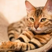 Γάτα Βεγγάλης – Bengal cat | Αγορά & Τιμή