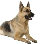 Πληροφορίες, τιμή - αγορά, για την Ράτσα Γερμανικός ποιμενικός Αλσατίας - German