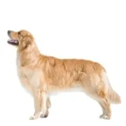 Γκόλντεν Ριτρίβερ – Golden Retriever | Αγορά & Τιμή