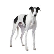 Γκρέϊ χάουντ – Greyhound | Αγορά & Τιμή