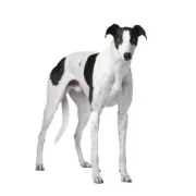 Γκρέϊ χάουντ – Greyhound | Αγορά & Τιμή