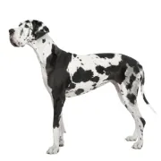 Μεγάλος Δανός – Great Dane | Αγορά & Τιμή