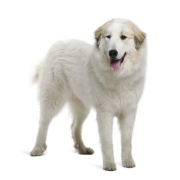 Ορεινός πυρηναίων - Great Pyrenees Ορεινός Πυρηναίων – Great Pyrenees | Αγορά & Τιμή