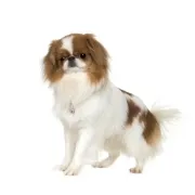 Ιαπωνικό Τσίν – Japanese Chin | Αγορά & Τιμή