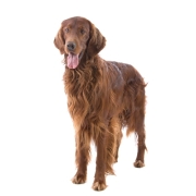 Σέτερ Ιρλανδικός – Irish Setter | Αγορά & Τιμή