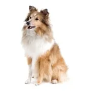 Κόλει – Collie | Αγορά & Τιμή