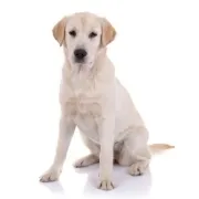 Λάμπραντορ – Labrador Retriever | Λάμπραντορ αγορά & τιμή