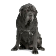 Μαστίνο Ναπολιτάνο - Mastiff Napolitano Μαστίνο Ναπολιτάνο – Neapolitan Mastiff | Αγορά & Τιμή