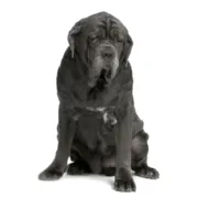 Μαστίνο Ναπολιτάνο - Mastiff Napolitano