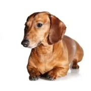 Ντάτσχαουντ – Dachshund | Αγορά & Τιμή
