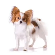 Παπιγιόν – Papillon | Αγορά & Τιμή