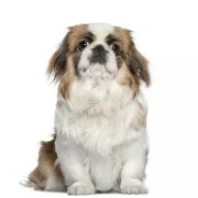 Πεκινουά – Pekingese | Αγορά & Τιμή