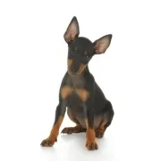 Πίντσερ – Miniature Pinscher | Αγορά & Τιμή